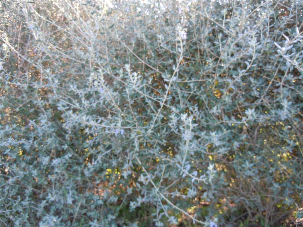 Lago D''Averno - Teucrium fruticans